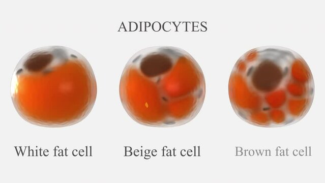 Adipocytes 3d models. Comparison of structural differences of white beige and brown types of human fat cells.