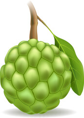 Annona cherimola fruit