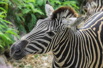Close up View to the Zebra Black and White Head in Thailand