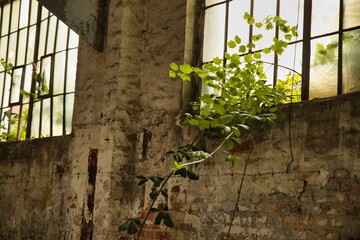 Abandoned place Industrial building: A crumbling wall with partly broken half-timbered windows through which a plant grows in.