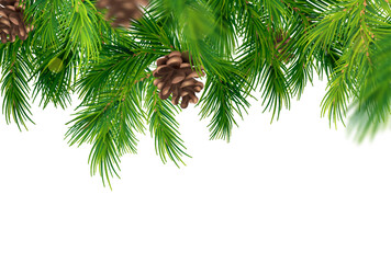 Coniferous Branches Background © Macrovector