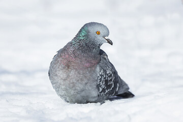 A beautiful pigeon sits on the snow in a city park in winter.