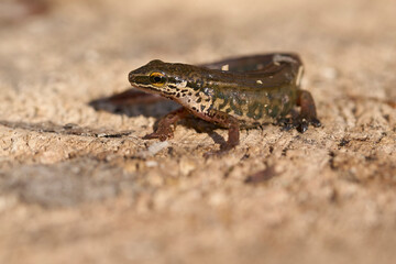 Lissotriton helveticus - palmate newt on a rock