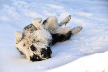 Young specimen of Biellese shepherd having fun in the snow.