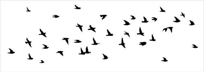 A flock of flying birds. Free birds. Vector illustration