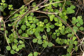 Green background with three-leaved shamrocks, Lucky Irish Four Leaf Clover in the Field for St. Patricks Day holiday symbol. with three-leaved shamrocks, St. Patrick's day holiday symbol, earth day.