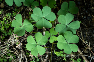 Green background with three-leaved shamrocks, Lucky Irish Four Leaf Clover in the Field for St. Patricks Day holiday symbol. with three-leaved shamrocks, St. Patrick's day holiday symbol, earth day.