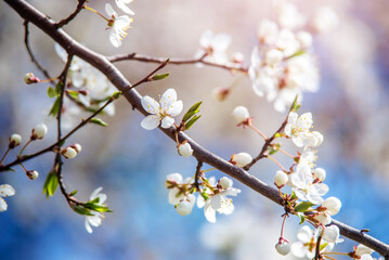 Fototapeta premium Cherry blossom branch in the garden in spring 
