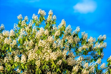blooming chestnut tree at sunset

