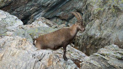 Alpine ibex (Capra ibex) on a rock