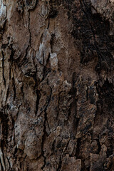 bark of a tree