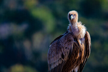 vulture in flight