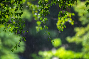 raining shower drop on leaf tree, close up of rainfall in jungle,Heavy Rain Falling on Tree Leaves in forest. droplets fixed on green leaves, Raining day in tropical forest. Raindrop in deep jungle.