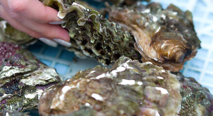 A woman's hand chooses a fresh wavy oyster from a box at the market for lunch. Selective focus. Cooking a delicacy.