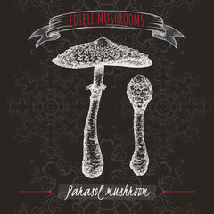 Macrolepiota procera aka parasol mushroom sketch on black background. Edible mushrooms series. - 575971260