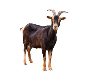 Chèvre adulte  au pelage brun, légèrement  de profil,  regardant le photographe, France