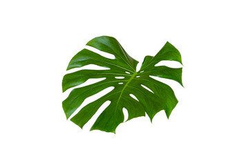 Monstera Deliciosa Monstera Giant leaf , air purification planthouse isolated on transparent background, PNG File