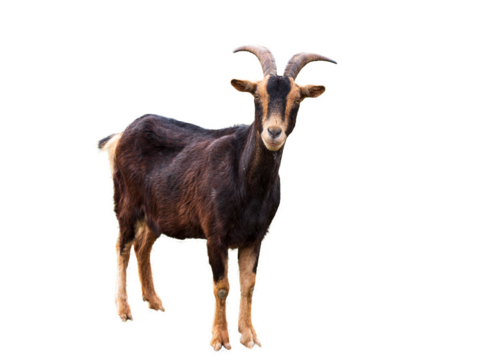Chèvre au pelage brun et beige avec cornes courbées, debout,  regard attentif