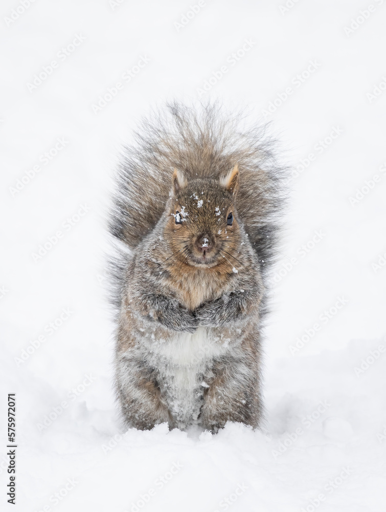 Wall mural beautiful fat grey squirrel posing for me in the winter snow near the ottawa river in canada