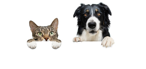 Banner two pets. border collie dog and cat, hanging its paws in a blank. Isolated on white...