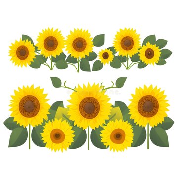  sunflower isolated on white background, Generative AI
