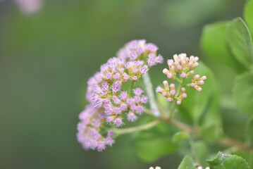 The flower of Pluchea indica is a species of flowering plant in the aster family, Asteraceae. Its common names include Indian camphorweed, Indian fleabane, and Indian pluchea
