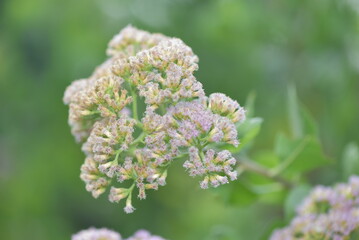 The flower of Pluchea indica is a species of flowering plant in the aster family, Asteraceae. Its common names include Indian camphorweed, Indian fleabane, and Indian pluchea