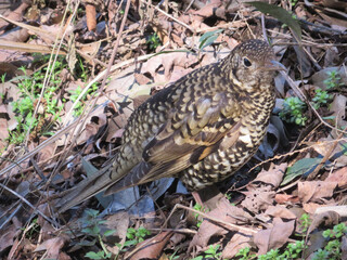 Tiger Thrush