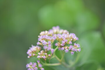 The flower of Pluchea indica is a species of flowering plant in the aster family, Asteraceae. Its common names include Indian camphorweed, Indian fleabane, and Indian pluchea