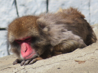 Japanese macaque taking a break