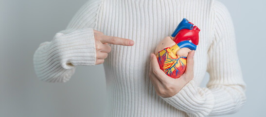 Woman holding human Heart model. Cardiovascular Diseases, Atherosclerosis, Hypertensive Heart, Valvular Heart, Aortopulmonary window, world Heart day and health concept