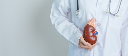 Doctor holding Anatomical kidney Adrenal gland model. disease of Urinary system and Stones, Cancer,...