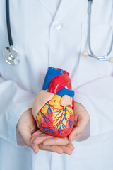 Doctor holding human Heart model. Cardiovascular Diseases, Atherosclerosis, Hypertensive Heart,...