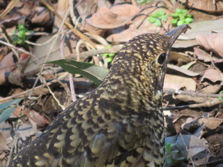 Tiger Thrush