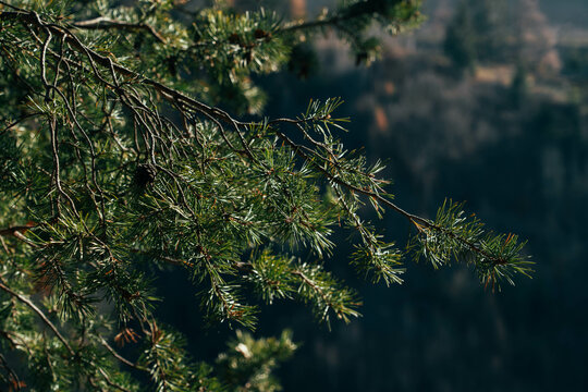 Green pine needles. Needle-like leaves of mountain pine. Evergreen plant, sunlight and chlorophile photosynthesis process.