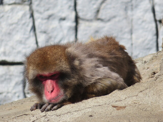 Japanese macaque taking a break