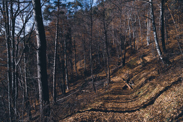 Mountain path in a forest. Dense vegetation, fallen trees along the way. Fallen leaves, autumn and immersion in nature.