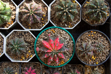 Gymnocalycium Cactus, Chin cactus with colorful stems in pot at Cactus Garden Thailand.