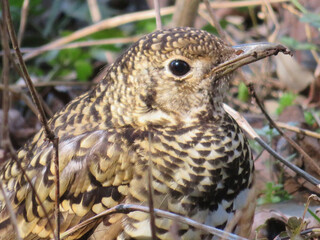 Tiger Thrush