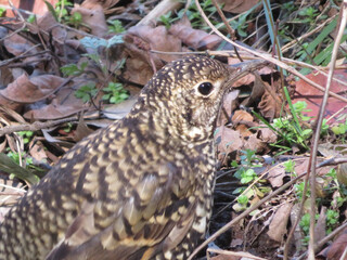 Tiger Thrush