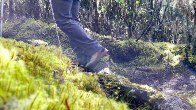 4K Footage walking with trekking poles trekkers boots through Kilimanjaro forests on cca 3600m elevation. Umbwe route to the highest African continent mountain 5895 m. Tanzania