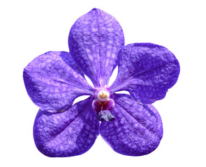 Orchid flowers isolated on transparent background png file