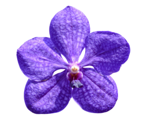 Orchid flowers isolated on transparent background png file