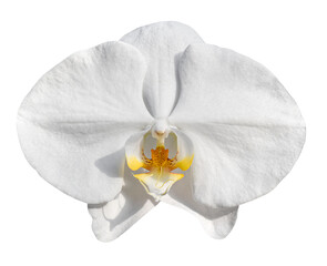 Orchid flowers isolated on transparent background png file