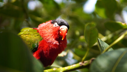 red and green bird sitting in leaves