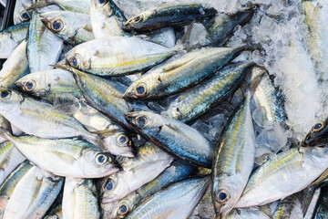 Sea tuna fish sell in fishery market people buy fish