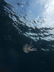 jellyfish in the water