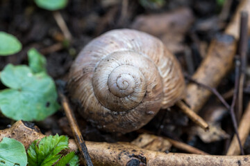 Housing a Roman snail, helix pomatia