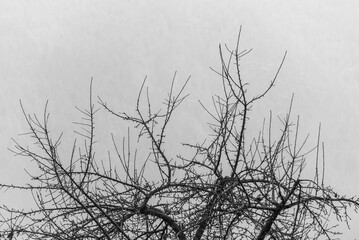 Baum im Nebel, Silhouette