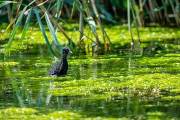 The Eurasian coot, Fulica atra, also known as the common coot, or Australian coot, is a member of the bird family, the Rallidae